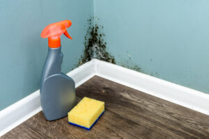 Mold Removal